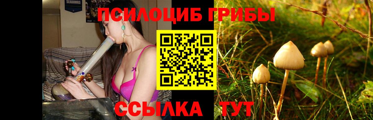 Псилоцибиновые грибы мицелий  Вход с VPN  Балтийск  Псилоцибиновые грибы Psilocybe 